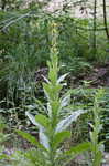 Common mullein